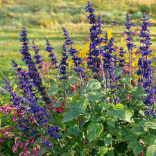 Image result for Salvia