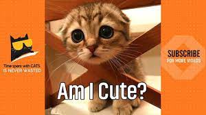 Kitty Kitty Cute Kittens Video 2019 Youtube Kittens Cutest Cute Kitten Gif Kitten Gif