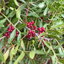 Image result for Polygala engleri