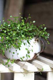 Hanging mason jar planter, vertical planter, hanging tiered planter, wood planter. Pin On Gardening Love Playing In The Dirt