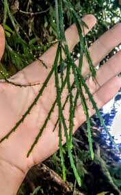 Image result for Psilotaceae