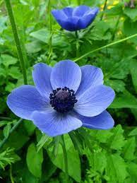 Mr Fokker Anemone Anemone Flower Different Types Of Flowers Pansies Flowers