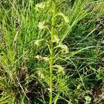 Image result for Habenaria humilior