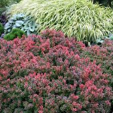 But if you must move a plant during the summer, here's how to take care while doing so. How To Grow And Care For Barberry Bushes Gardener S Path