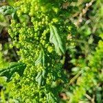 Image result for Dysphania schraderiana