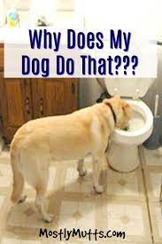 Why Do Dogs Do That Mostly Mutts Living With Dogs Dogs Dogs Pooping