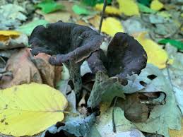 Image result for Craterellus fallax