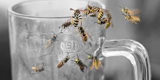 Du suchst eine wohnung für einen bestimmten zeitraum in kierspe? Wespen Tausende Ungebetene Gaste Im Dachstuhl Bauen Wohnen Derstandard De Wirtschaft