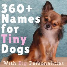 Male & female chinese dog names suggestions and list. 360 Cute Small Dog Names For Girl And Boy Dogs With Meanings Pethelpful