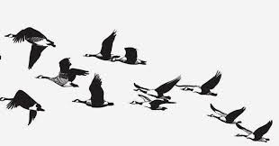 Why Do Birds Fly South For The Winter Joke Poem Of The Day Mary Oliver S Wild Geese Letyashie Pticy Pticy
