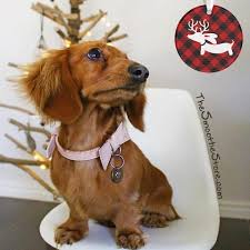 We did not find results for: Dachshund Christmas Decorations And Decor The Smoothe Store