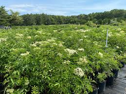 Image result for Sambucus canadensis