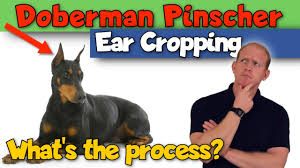 Maybe you would like to learn more about one of these? Doberman Pinscher Ear Cropping What S It Like Youtube