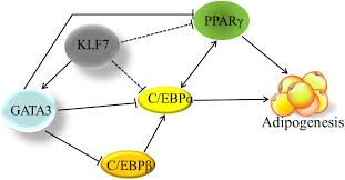 Bife empanado com purê de batata ao forno. Frontiers Gata Binding Protein 3 Is A Direct Target Of Kruppel Like Transcription Factor 7 And Inhibits Chicken Adipogenesis Physiology