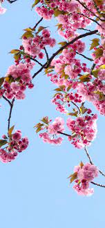 Spring Wallpapers For Iphone Hd Quality Spring Backgrounds Anastasia Spring Wallpaper Spring Background Spring Wallpaper Hd