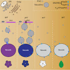 Plant cell vacuoles are filled with. A Tonoplast P3b Atpase Mediates Fusion Of Two Types Of Vacuoles In Petal Cells Sciencedirect