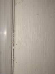 What Are These Tiny Bugs On My Window Sill? - Home-Ec 101