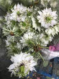 Check spelling or type a new query. M M Cut Flora Home Facebook