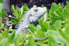 Image result for Cissampelos torulosa