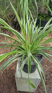 Image result for Chlorophytum geophilum