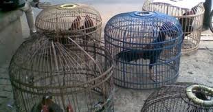 Kandang bambu bisa di buat sendiri, namun dengan mengikuti pedoman ukuran kandang memiliki fungsi yang cukup penting bagi ayam. Membuat Kandang Ayam Umbaran Untuk Ayam Bangkok