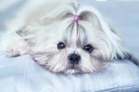Cin De Yasayan Kopek Cinsleri My Animals