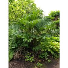 She became enamored of unusual ornamental trees and started planting any weird and wonderful woody plants. Jc Raulston Arboretum Photographs Gossler Farms Nursery
