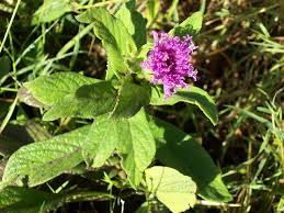 Image result for Achyrospermum schimperi