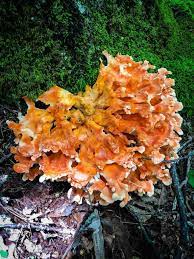 Sauteed Chicken Of The Woods The Sophisticated Caveman