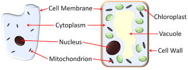 Image tagging powered by thinglink. Cell Biology Key Stage Wiki