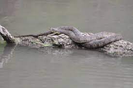 Diamondbacked Watersnake Nerodia Rhombifer Lizard Snake Reptiles