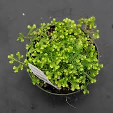 Image result for Selaginella kraussiana