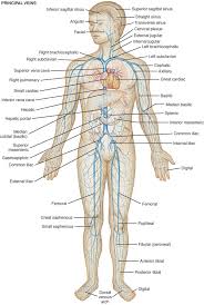 There is one on each side of your body. Lower Body Diagram Fusebox And Wiring Diagram Component Creed Component Creed Parliamoneassieme It