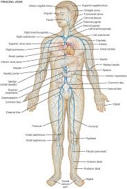 This type of muscle creates movement in the body. Diagram Of Body Veins Wiring Diagram Overview Series Penalty Series Penalty Nuovaresinmontaggi It