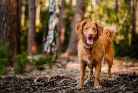 The facility is clean and equipped. Montgomery Tx 77316 Veterinarian Fish Creek Animal Hospital