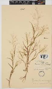 Image result for Panicum arcurameum