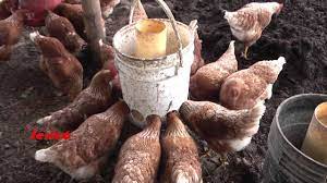 Especiales Jerico Gallinas Felices Gallineros Gallinas Crias