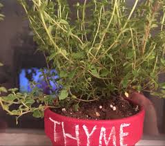 Check spelling or type a new query. Growit On Twitter There S Still Thyme Just Because It S Colder Doesn T Mean You Have To Give Up On Your Herb Garden Thyme Is One Of The Easiest Indoor Herbs To Cultivate Growing