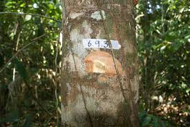 Image result for Xylopia tenuipetala