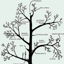 Various citrus species have been utilized and domesticated by indigenous cultures in these areas sinc. Fruit Citrus Tree Pruning Community Facebook