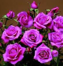 Maybe you would like to learn more about one of these? 32 Miniature Roses Ideas Mini Roses Rose Flowers