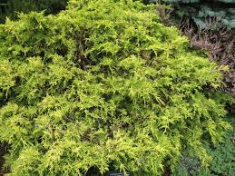 Image result for Chamaecrista plumosa