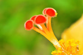 Possuem flores em uma grande variedade de cores após seu período de dormência, brotam novas folhas e produzem sucessivas flores a partir de uma. A Flor E Os Polinizadores A Flor E A Atracao De Polinizadores
