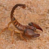 All of our technicians provide effective and safe pest elimination. Nature S Own Pest Lawn Services Katy Home Facebook