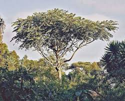 Image result for Polyscias kivuensis