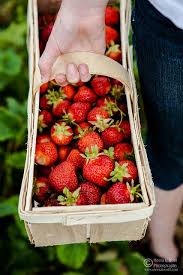 French Strawberry Hazelnut And Creme Patissiere Tart Strawberry Picking Photography Strawberry Strawberry Picking