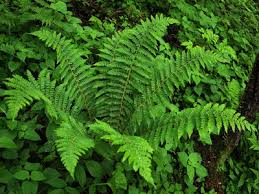 Image result for Lomariopsidaceae