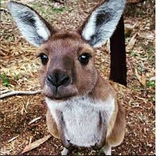 They are unusual and kids love learning about the crazy tasmanian devils and the cuddly looking koala bears that live in the tree tops. Top 10 Cutest Australian Animals Puresa