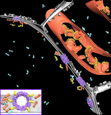 Im er der zelle werden mhc class i proteine gebildet, die die antigene aus dem zellplasma aufnehmen und auf der zelloberfläche präsentieren. Superhelden Der Zellen