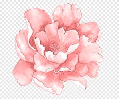 How to paint watercolor flowers on cookies. Pink Flowers Watercolor Painting Pink Watercolor Flowers In Full Bloom Pink Peony Flower Illustration Watercolor Leaves Wedding Png Pngegg